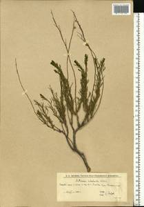 Artemisia salsoloides Willd., Eastern Europe, Lower Volga region (E9) (Russia)