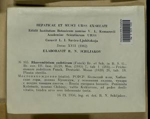 Bucklandiella sudetica (Funck) Bedn.-Ochyra & Ochyra, Bryophytes, Bryophytes - Karelia, Leningrad & Murmansk Oblasts (B4) (Russia)