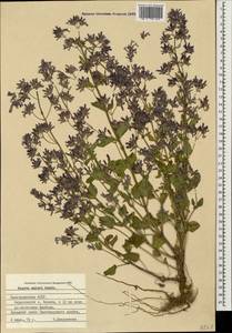 Nepeta meyeri Benth., Caucasus, Azerbaijan (K6) (Azerbaijan)