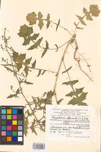 Sisymbrium officinale (L.) Scop., Eastern Europe, Moscow region (E4a) (Russia)