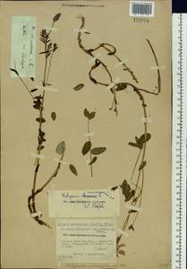 Hedysarum consanguineum DC., Siberia, Baikal & Transbaikal region (S4) (Russia)