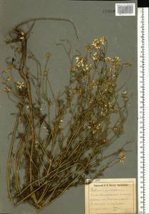 Tripleurospermum inodorum (L.) Sch.-Bip, Eastern Europe, South Ukrainian region (E12) (Ukraine)