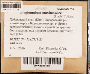 Plagiomnium maximoviczii (Lindb.) T.J. Kop., Bryophytes, Bryophytes - Russian Far East (excl. Chukotka & Kamchatka) (B20) (Russia)