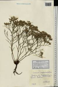 Limonium caspium (Willd.) Gams, Eastern Europe, Rostov Oblast (E12a) (Russia)