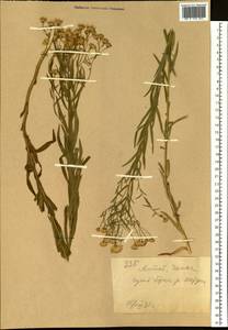 Galatella, Siberia, Altai & Sayany Mountains (S2) (Russia)