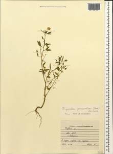 Trigonella procumbens (Besser)Rchb., Caucasus, Abkhazia (K4a) (Abkhazia)