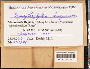 Bryoerythrophyllum ferruginascens (Stirt.) Giacom., Bryophytes, Bryophytes - Karelia, Leningrad & Murmansk Oblasts (B4) (Russia)