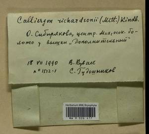 Calliergon richardsonii (Mitt.) Kindb. ex G. Roth, Bryophytes, Bryophytes - Krasnoyarsk Krai, Tyva & Khakassia (B17) (Russia)