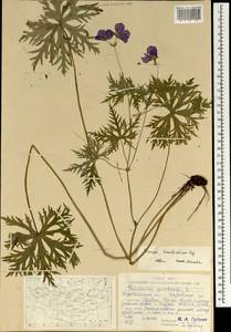 Geranium pratense L., Mongolia (MONG) (Mongolia)