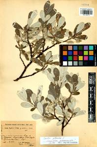 Salix glauca L., Siberia, Baikal & Transbaikal region (S4) (Russia)