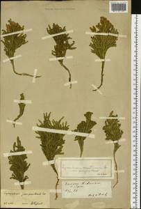 Dendrolycopodium juniperoideum (Sw.) A. Haines, Siberia, Baikal & Transbaikal region (S4) (Russia)