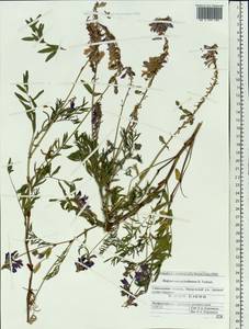 Hedysarum sachalinense B.Fedtsch., Siberia, Russian Far East (S6) (Russia)