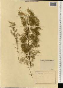 Asparagus declinatus L., South Asia, South Asia (Asia outside ex-Soviet states and Mongolia) (ASIA) (Russia)