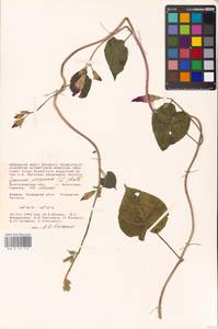 Ipomoea purpurea (L.) Roth, Eastern Europe, Lower Volga region (E9) (Russia)