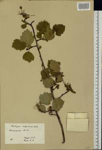 Crataegus sanguinea Pall., Eastern Europe, Eastern region (E10) (Russia)