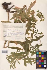 Euphorbia palustris L., Eastern Europe, Central forest-and-steppe region (E6) (Russia)