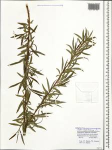 Salix babylonica L., Caucasus, Stavropol Krai, Karachay-Cherkessia & Kabardino-Balkaria (K1b) (Russia)