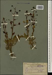 Verbascum suworowianum (K. Koch) Kuntze, Caucasus, Azerbaijan (K6) (Azerbaijan)