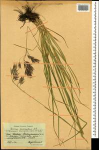 Bromus variegatus M.Bieb., Caucasus, Stavropol Krai, Karachay-Cherkessia & Kabardino-Balkaria (K1b) (Russia)