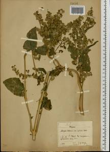 Atriplex hortensis L., Eastern Europe, North-Western region (E2) (Russia)