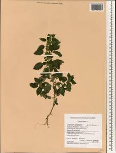 Urtica urens L., South Asia, South Asia (Asia outside ex-Soviet states and Mongolia) (ASIA) (Cyprus)