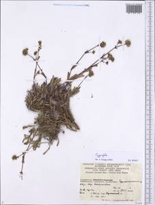 Gypsophila, Middle Asia, Pamir & Pamiro-Alai (M2) (Tajikistan)