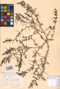 Soda inermis (Moench) Fourr., Eastern Europe, Lower Volga region (E9) (Russia)