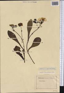 Cistanthe grandiflora (Lindl.) Schltdl., America (AMER) (Not classified)