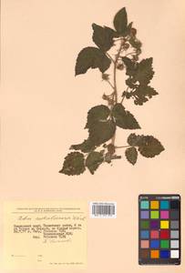 Rubus idaeus subsp. melanolasius Focke, Siberia, Russian Far East (S6) (Russia)