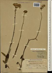 Tephroseris integrifolia subsp. jailicola (Juz.) Greuter, Crimea (KRYM) (Russia)