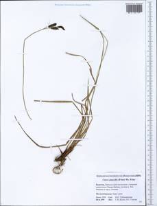 Carex nigra subsp. juncea (Fr.) Soó, Siberia, Baikal & Transbaikal region (S4) (Russia)