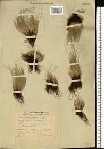 Festuca valesiaca Schleich. ex Gaudin, Eastern Europe, South Ukrainian region (E12) (Ukraine)
