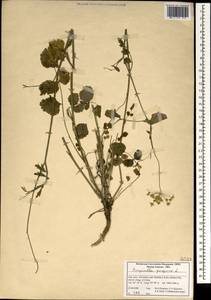 Pimpinella peregrina L., South Asia, South Asia (Asia outside ex-Soviet states and Mongolia) (ASIA) (Iran)