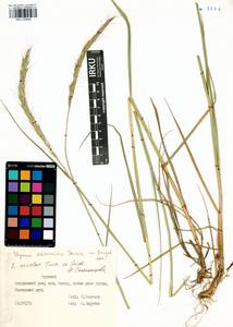 Elymus dahuricus Griseb., Siberia, Baikal & Transbaikal region (S4) (Russia)