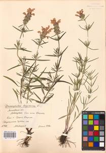 Dracocephalum ruyschiana L., Eastern Europe, Moscow region (E4a) (Russia)
