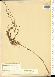 Agrostis stolonifera L., Caucasus, Abkhazia (K4a) (Abkhazia)