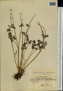 Callianthemum isopyroides (DC.) Witasek, Siberia, Yakutia (S5) (Russia)