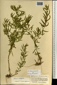 Artemisia dubia var. subdigitata (Mattf.) Y. R. Ling, Mongolia (MONG) (Mongolia)