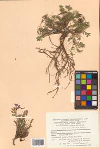Oxytropis revoluta Ledeb., Siberia, Chukotka & Kamchatka (S7) (Russia)
