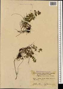 Thymus praecox subsp. caucasicus (Willd. ex Ronniger) Jalas, Caucasus, South Ossetia (K4b) (South Ossetia)