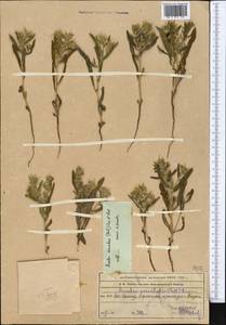 Arnebia decumbens (Vent.) Coss. & Kralik, Middle Asia, Western Tian Shan & Karatau (M3) (Kazakhstan)