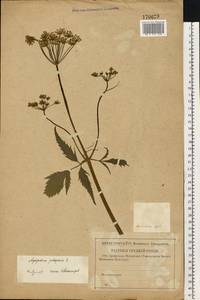 Aegopodium podagraria L., Eastern Europe, Western region (E3) (Russia)