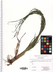 Carex elongata L., Eastern Europe, Middle Volga region (E8) (Russia)