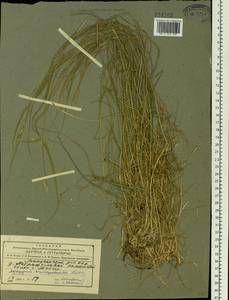 Elymus pendulinus (Nevski) Tzvelev, Siberia, Altai & Sayany Mountains (S2) (Russia)