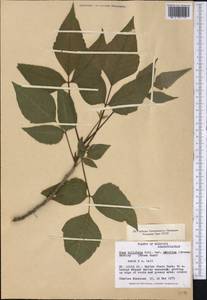 Rhus aromatica var. serotina (Greene) Rehd., America (AMER) (United States)