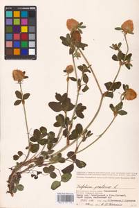 Trifolium pratense L., Eastern Europe, Lower Volga region (E9) (Russia)