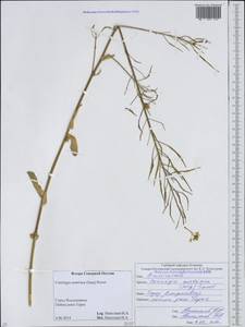 Conringia austriaca (Jacq.) Sweet, Caucasus, North Ossetia, Ingushetia & Chechnya (K1c) (Russia)