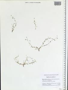 Sagina procumbens, Eastern Europe, Central forest region (E5) (Russia)