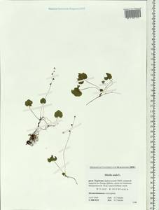 Mitella nuda L., Siberia, Baikal & Transbaikal region (S4) (Russia)