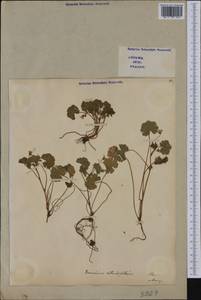 Geranium rotundifolium L., Western Europe (EUR) (Italy)